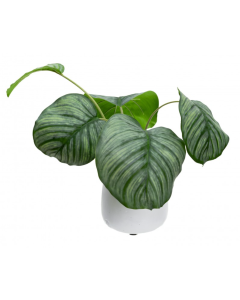 30cm Faux Calathea Bush Potted Plant - Ceramic Pot (Artificial Tabletop Decor)