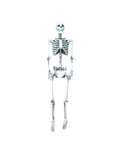 Life Size Halloween Skeleton Decoration