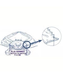 Surecatch Crab Measure For Muddies & Sandies-New Crab Ruler/Gauge