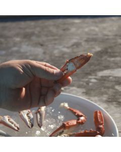 Toadfish Outfitters Stainless Steel Crab Cutter Tool - Evenly Cuts Crab Claws