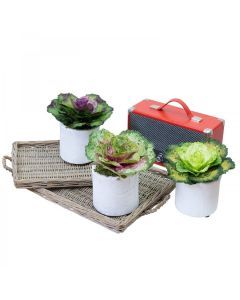 3pcs 19cm Assorted Cabbage Rose in Pot Artificial Plant Flower