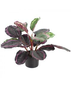 52cm Burgundy Calathea Plant in Pot Artificial Plant Flower Faux Decor