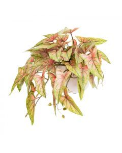 30cm Potted Faux Syngonium Bush in Pot Artificial Flower Plant Green Decor in Red