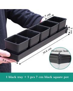 Succulents Planter Pots